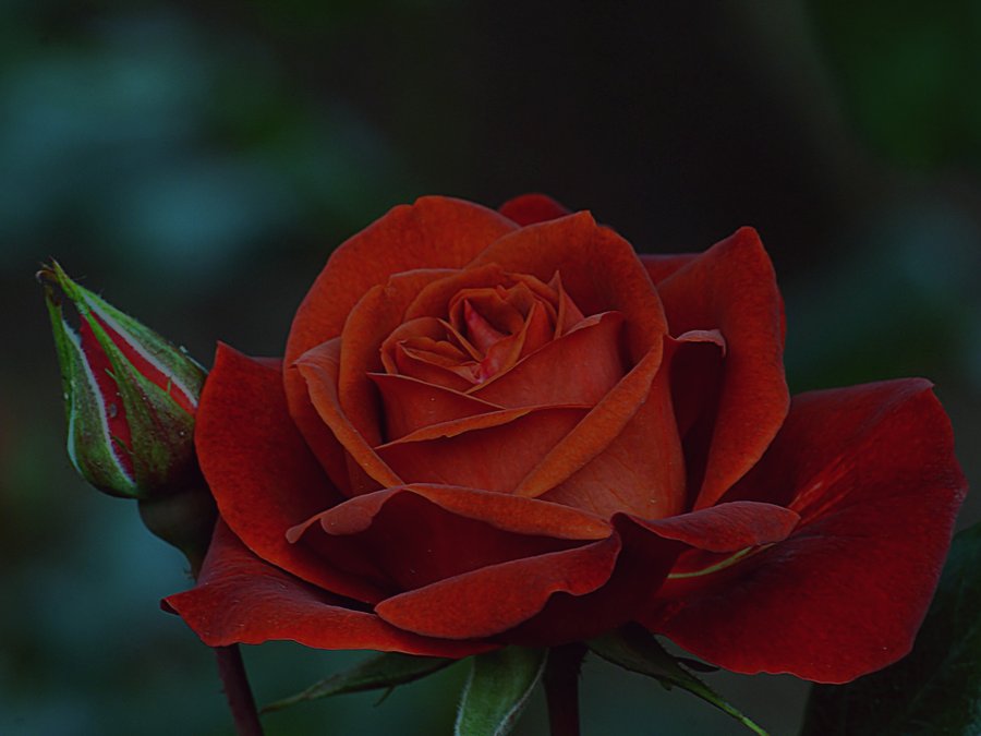 Cérémonie d'amour